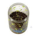 Hodowla dinozaurów terrarium projektor z lampką nocną LED